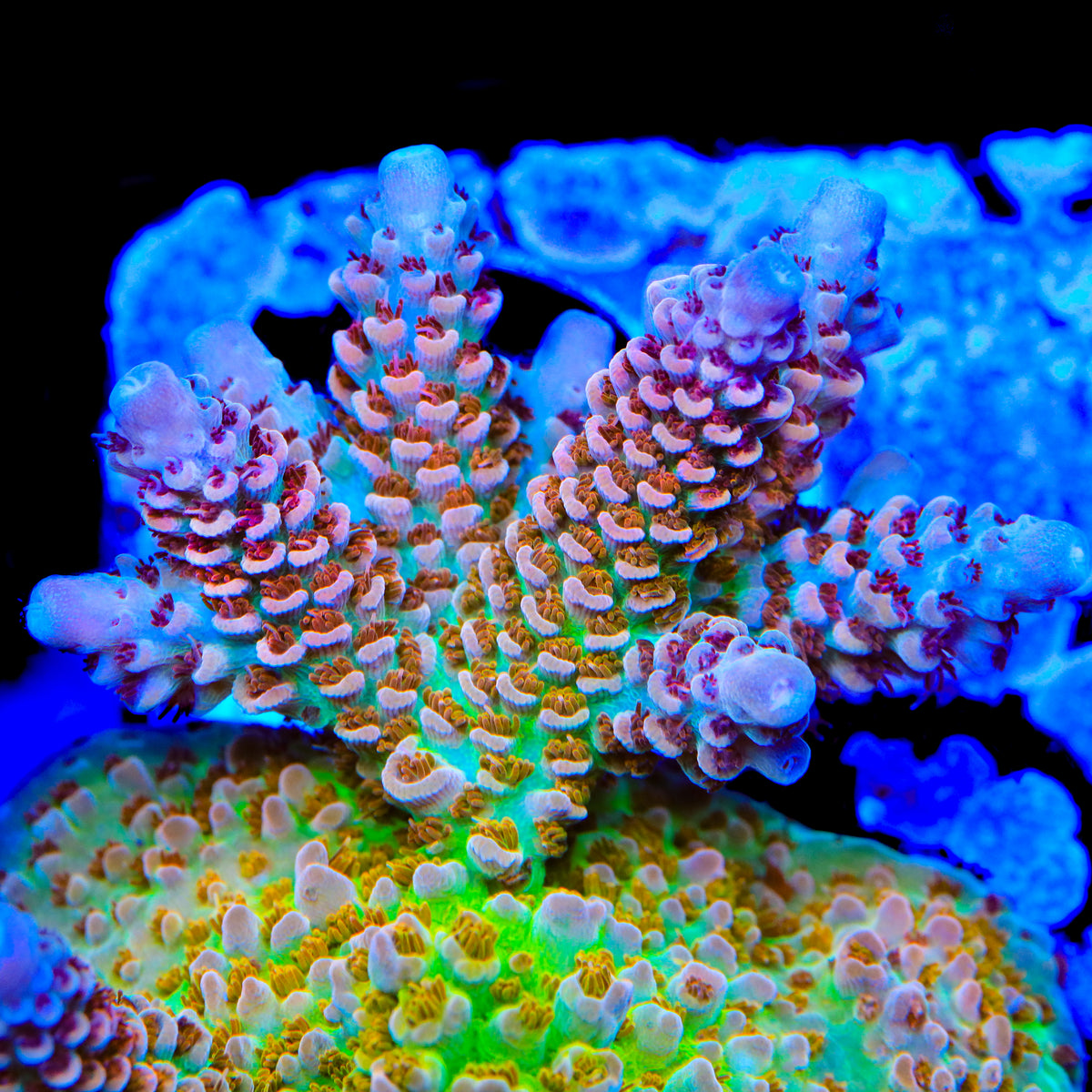 TSA Dragonfruit Fury Acropora Coral