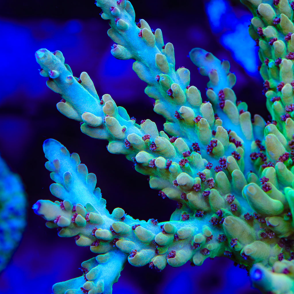 TSA Golden Gobstopper Acropora Coral