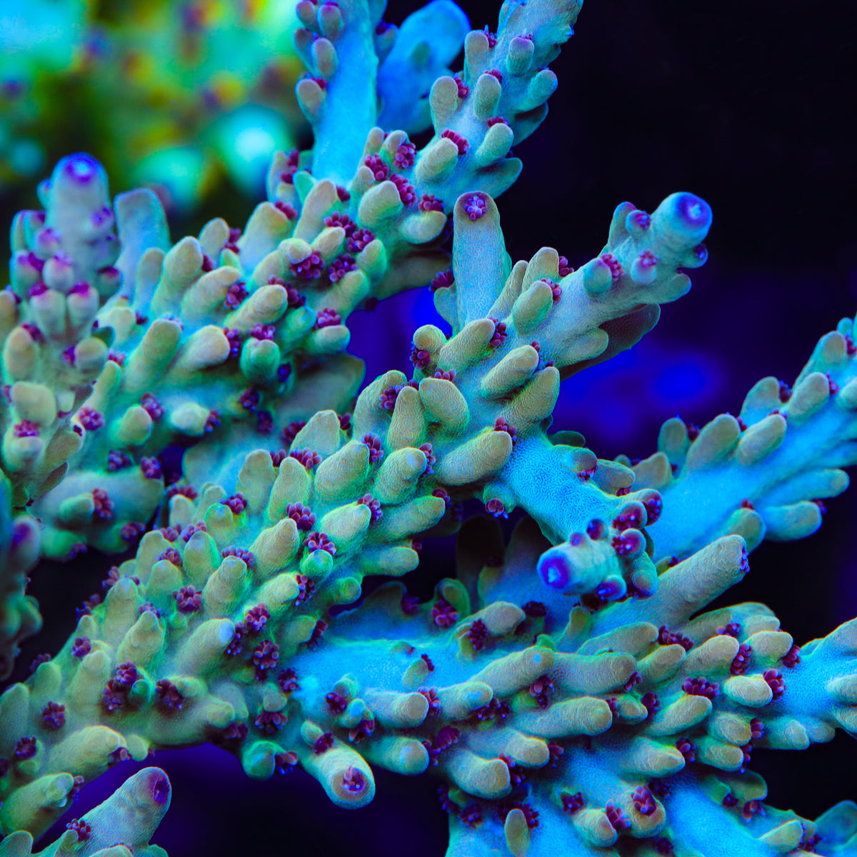Affirm Fish TSA Golden Gobstopper Acropora Coral – Cut to Order