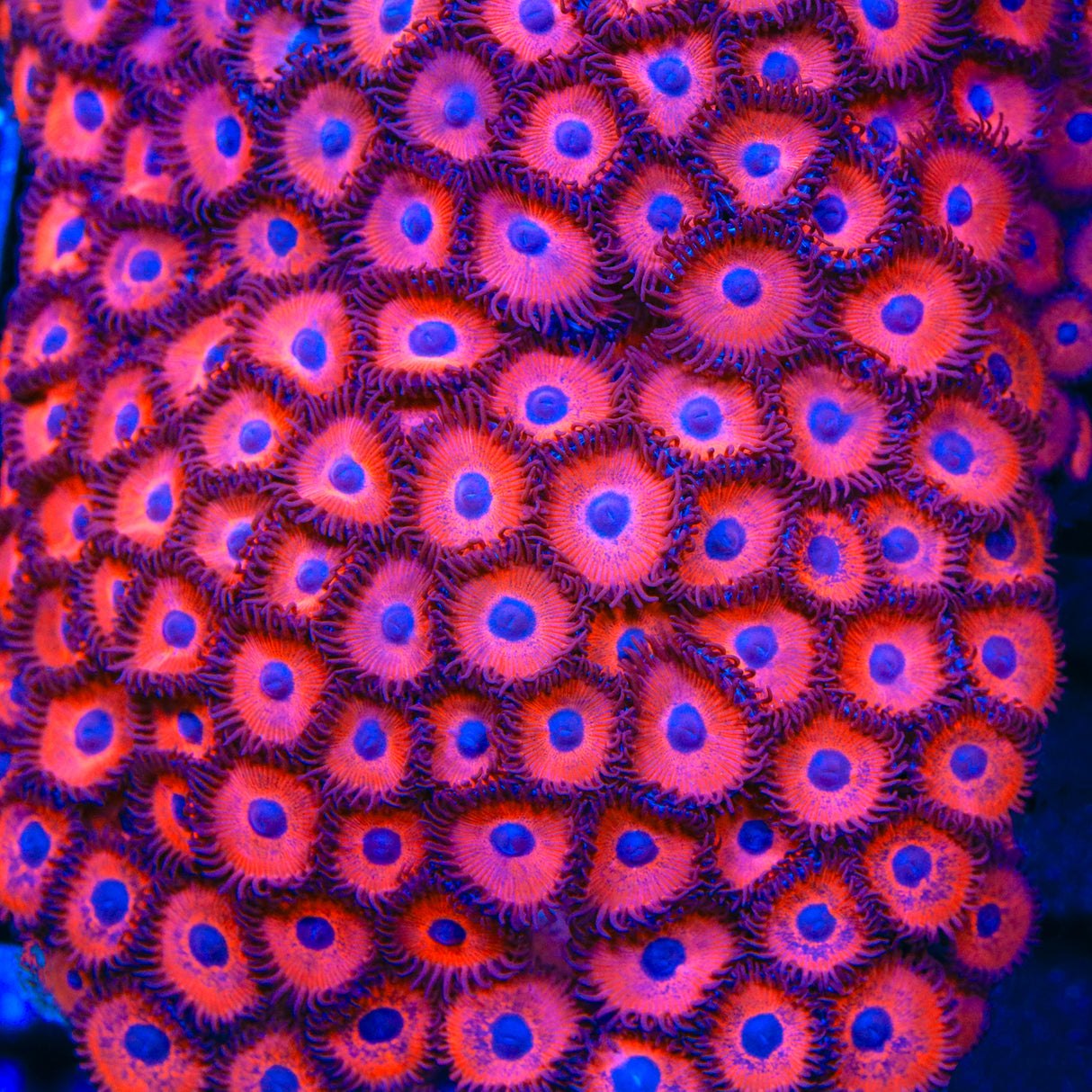 Kedds Red Zoanthids Coral