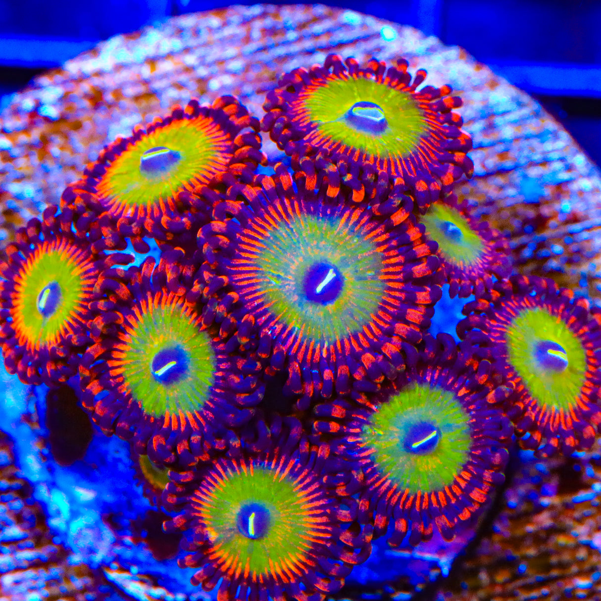 Candy Apple Reds Zoanthids Coral