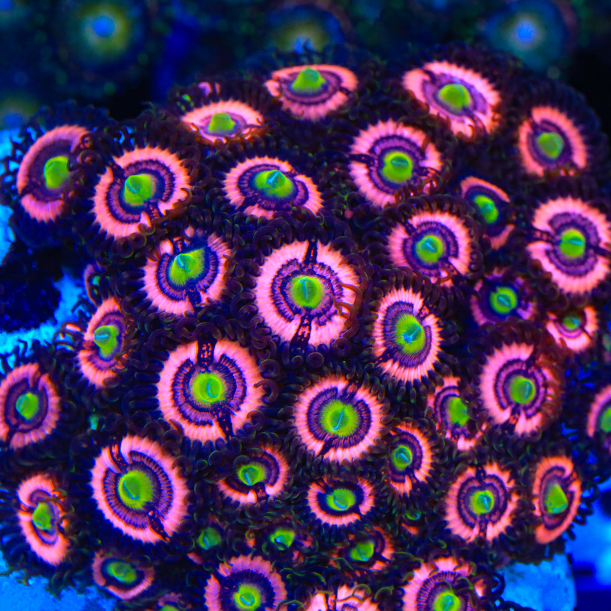 JF Daisy Duke Zoanthids Coral