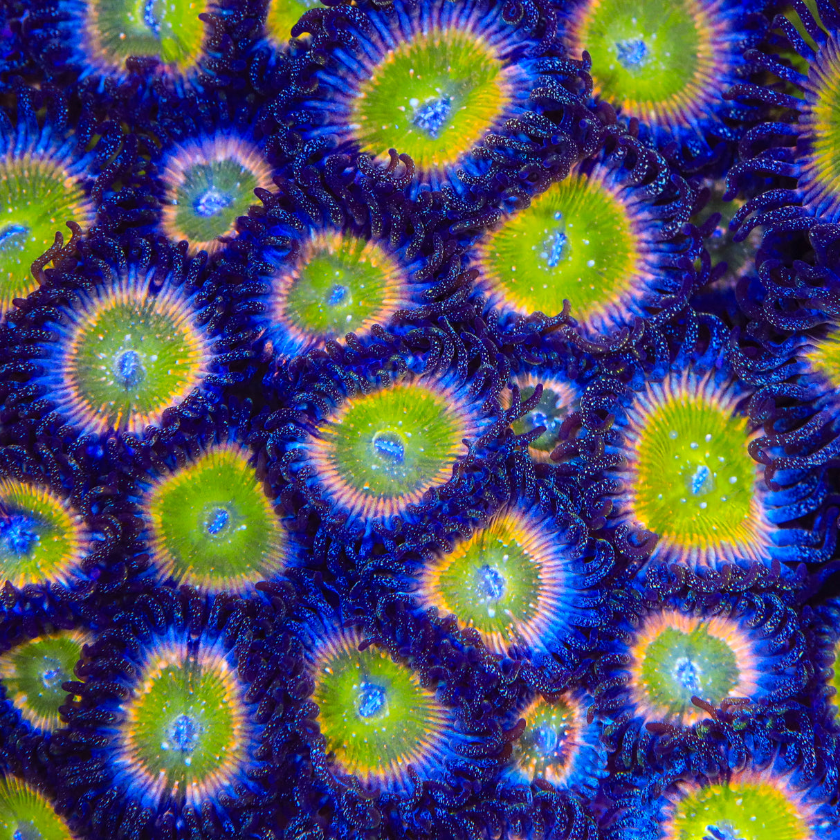 Rainbow Raptor Zoanthids Coral