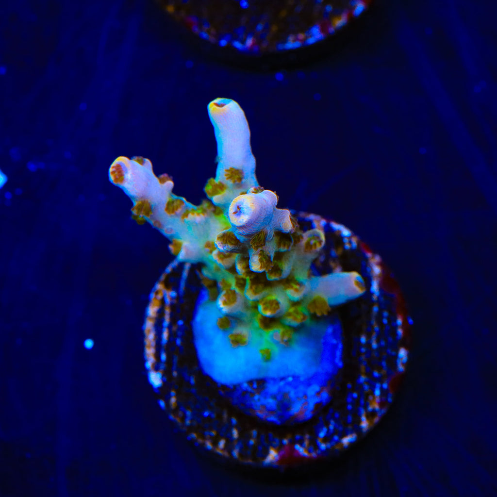 TSA Colt 45 Acropora Coral