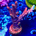 CB Maleficent Acropora Colony Coral