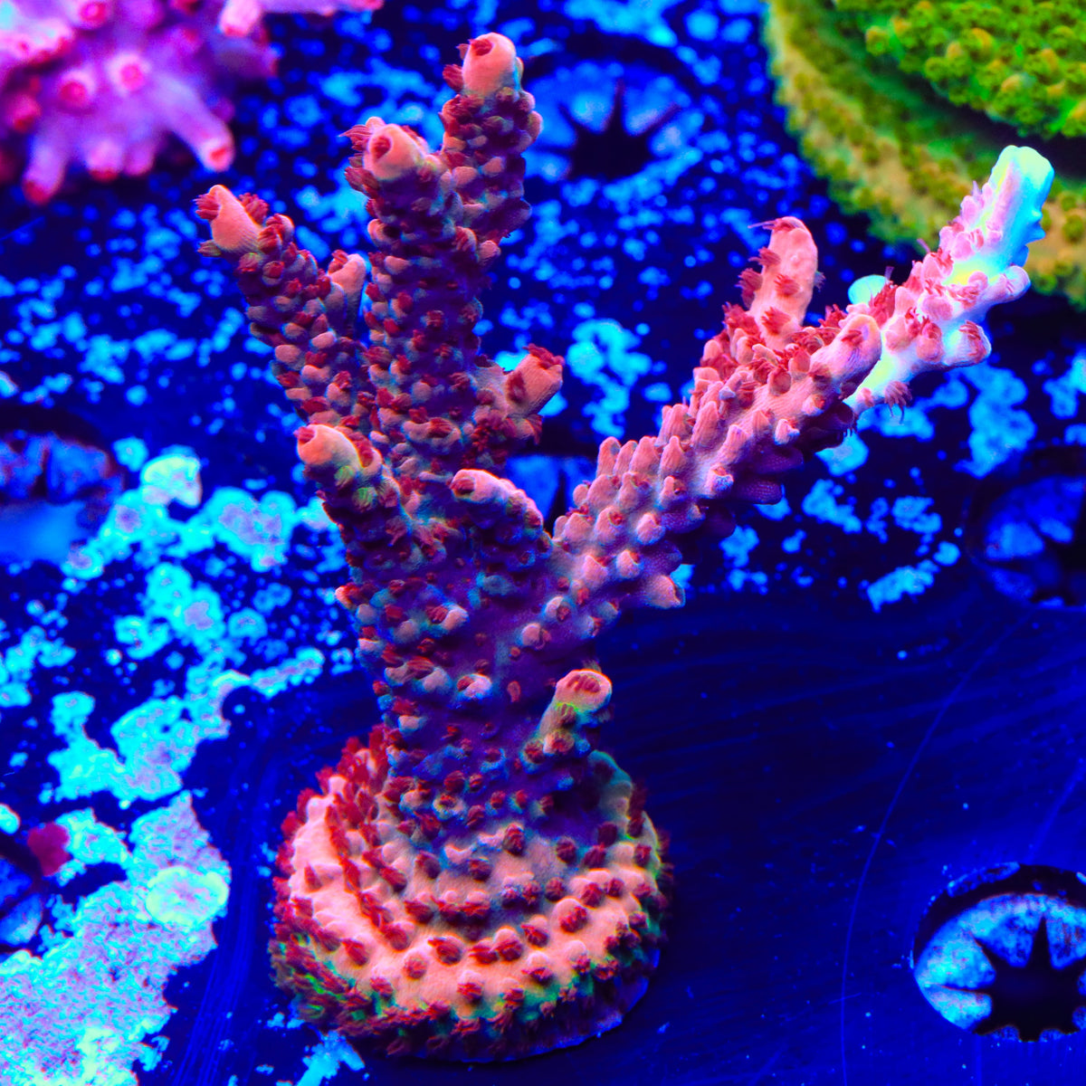 CB Maleficent Acropora Colony Coral