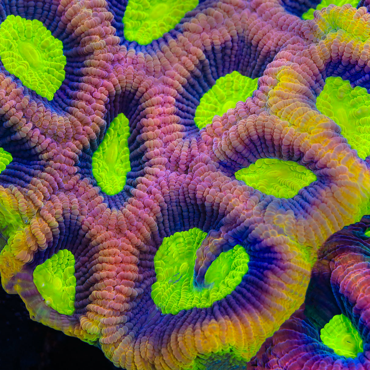 Dragon Soul Favia Coral