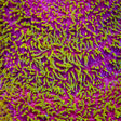 Jason Fox Freak Hair Lithophyllon Coral - Top Shelf Aquatics