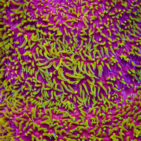 Jason Fox Freak Hair Lithophyllon Coral - Top Shelf Aquatics