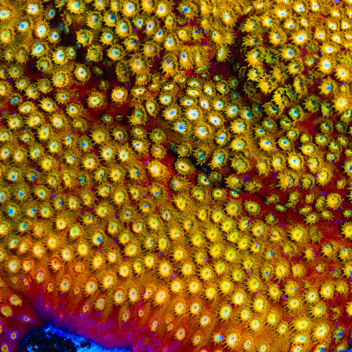 ACI Golden Girls Cyphastrea Coral