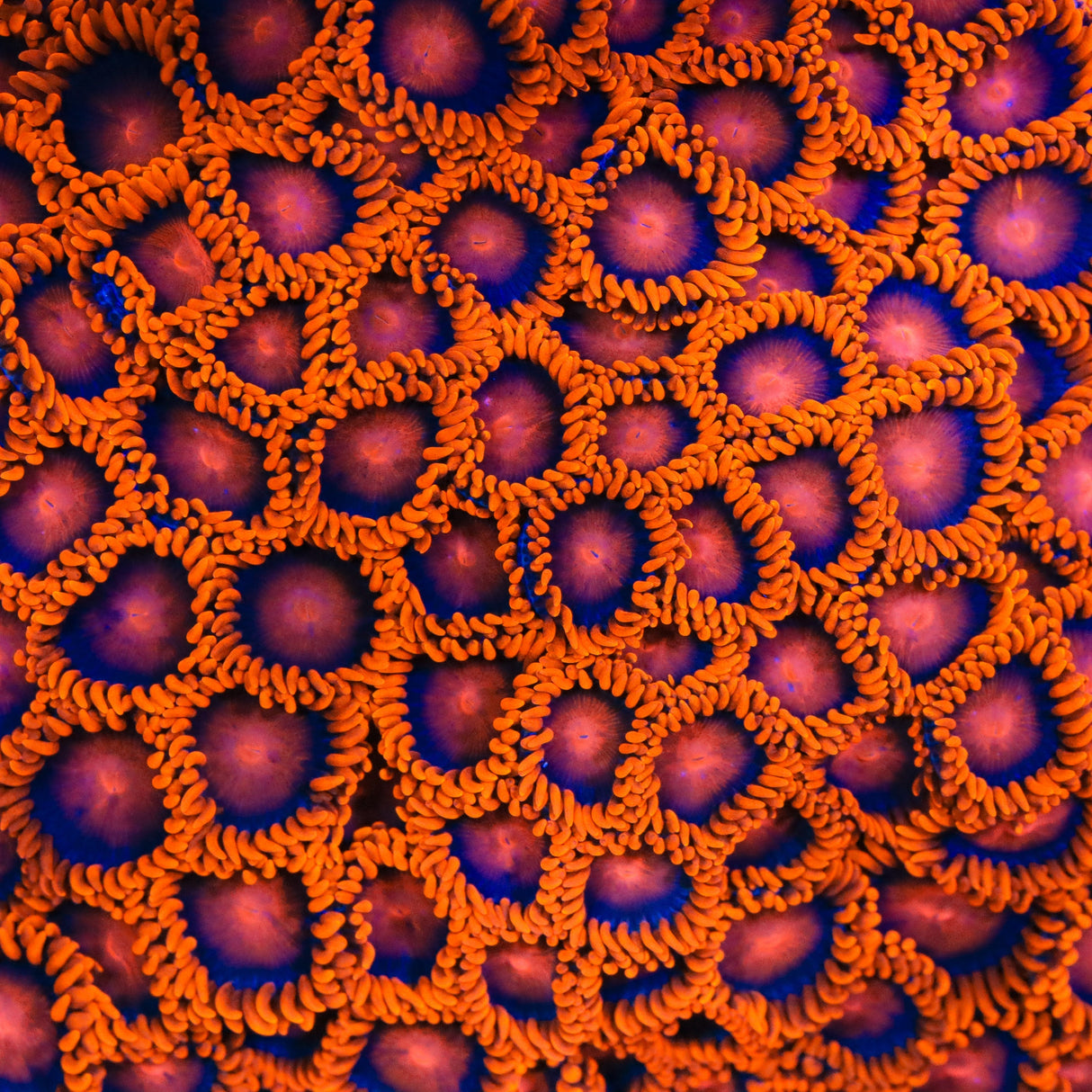 Bam Bam Zoanthids Coral