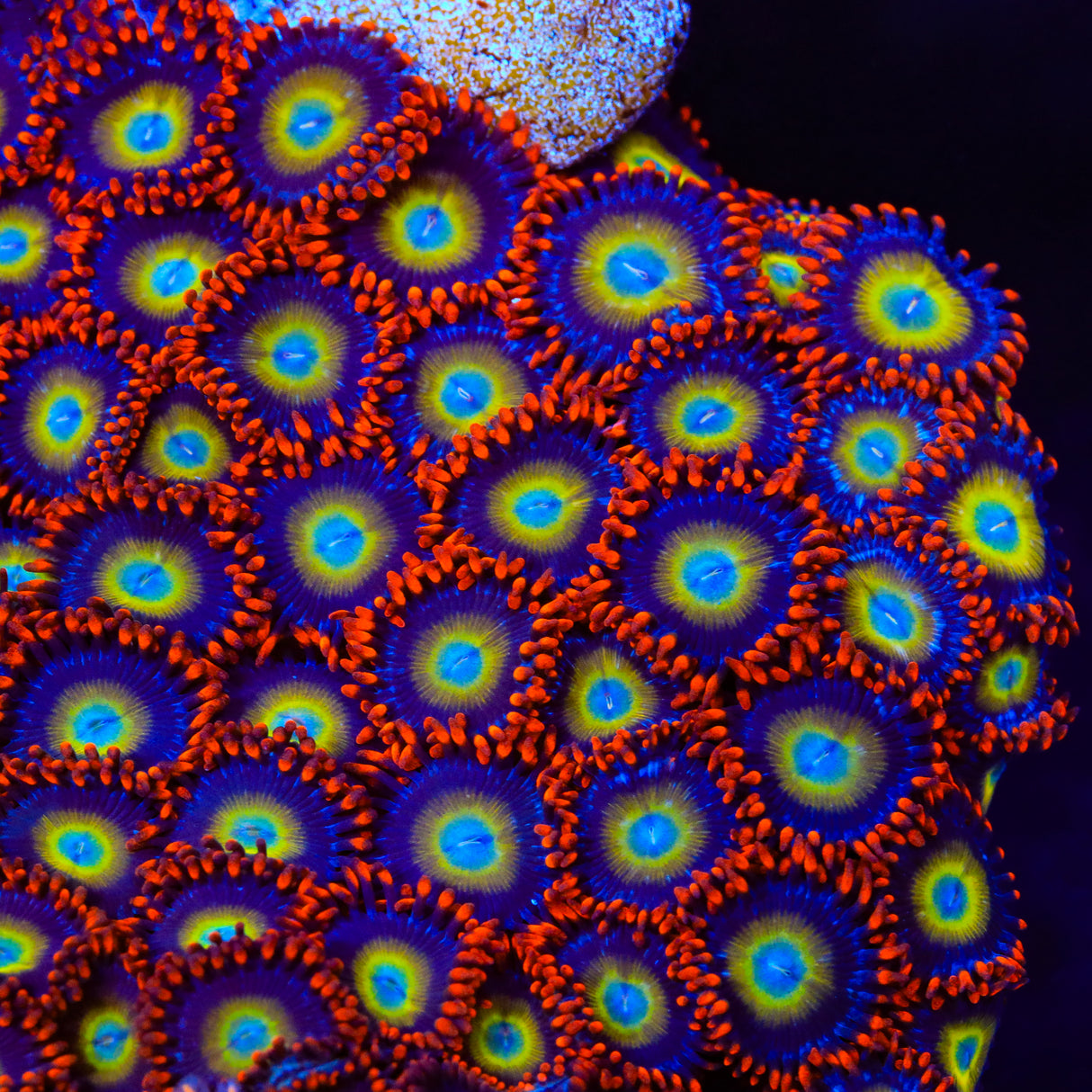 Circus Freak Zoanthid Coral - Top Shelf Aquatics