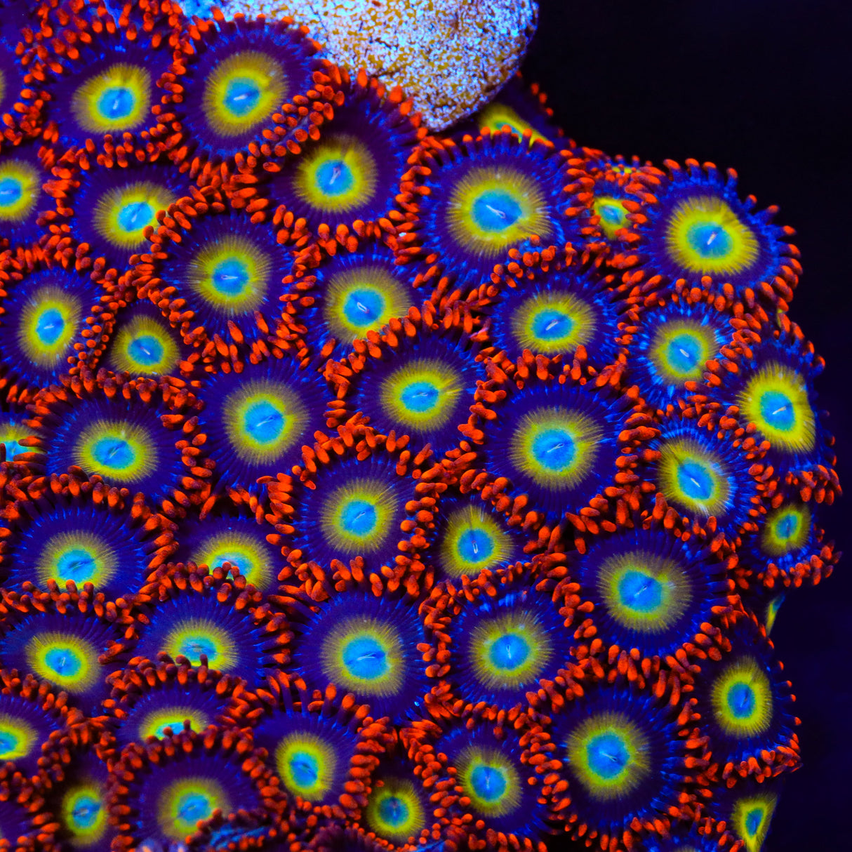 Circus Freak Zoanthid Coral