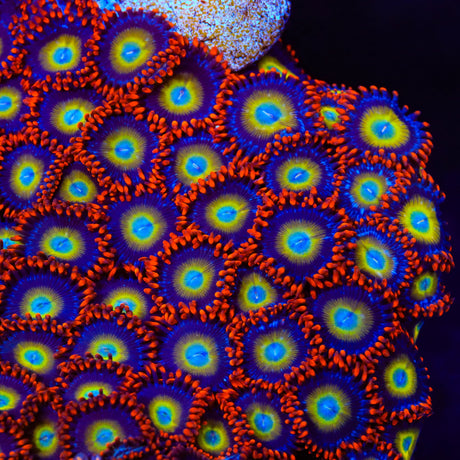 Circus Freak Zoanthids