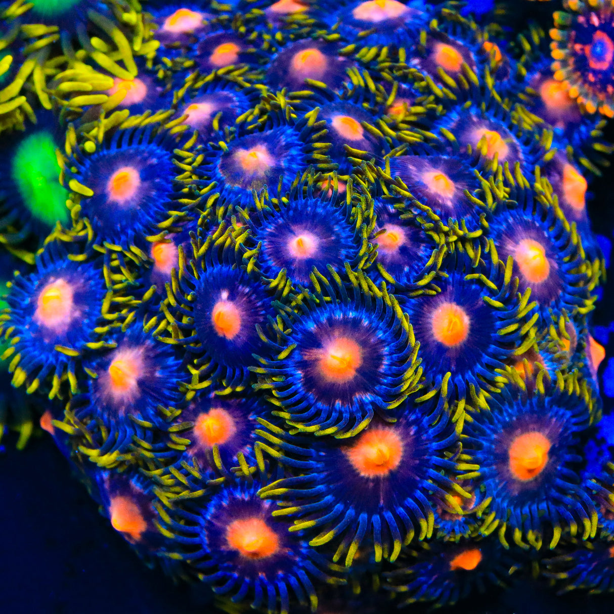 Blow Pop Zoanthid Coral - Top Shelf Aquatics