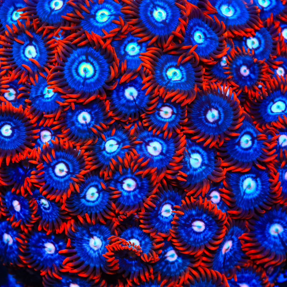 TSA Fire and Ice Zoanthid Coral - Top Shelf Aquatics