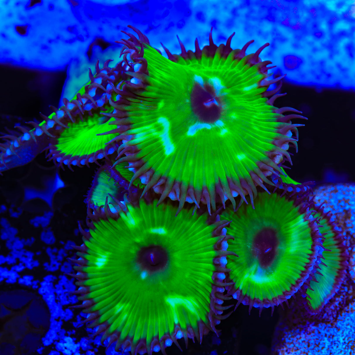 TSA Sour Apple Grande Palythoa Coral - Top Shelf Aquatics