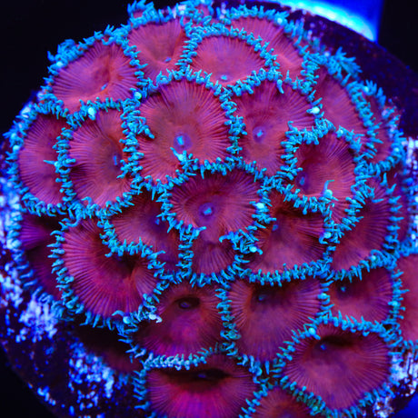 Red Death Palythoa Coral - Top Shelf Aquatics