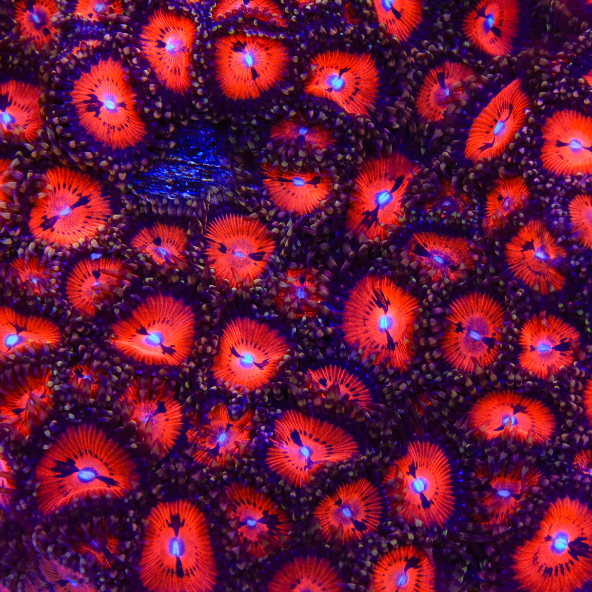 WWC Bloodsucker Zoanthid Coral - Top Shelf Aquatics
