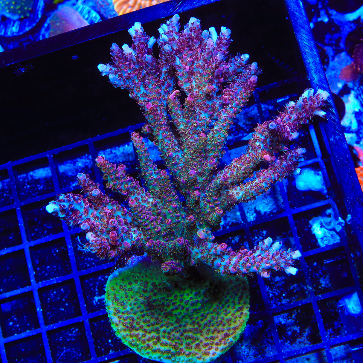 TSA Carolina Reaper Acropora Coral