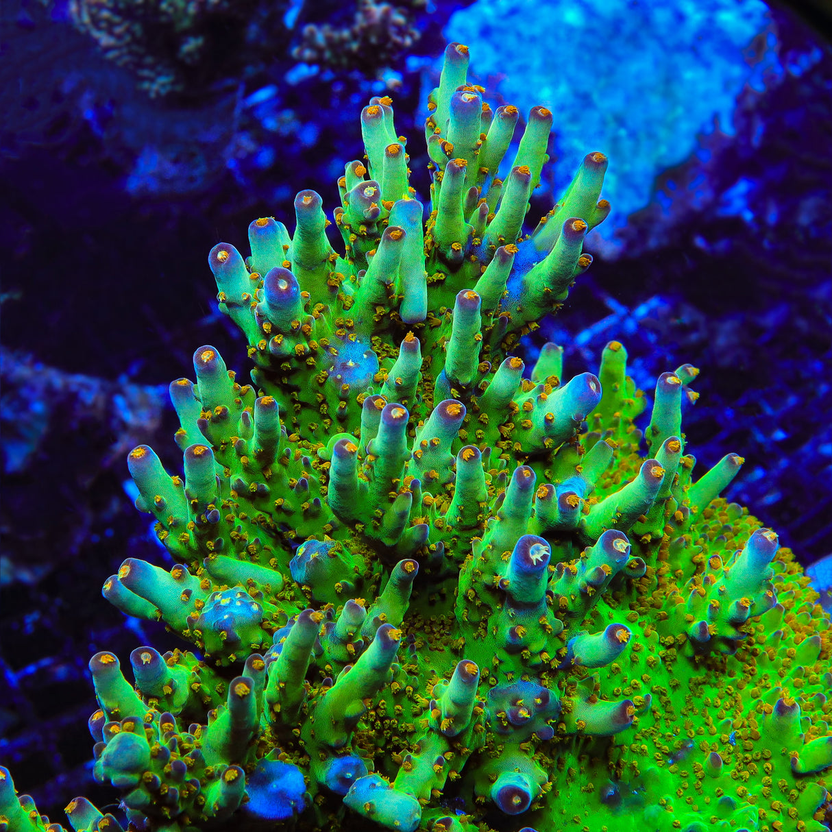 TSA Taj Mahal Acropora Coral