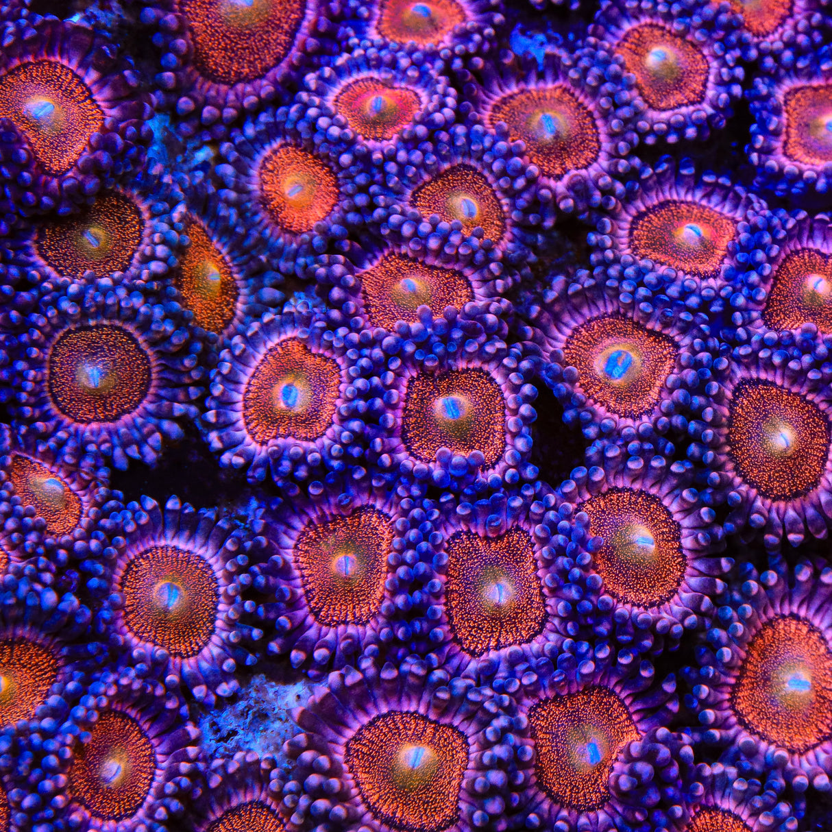 Mohawk Zoanthid Coral