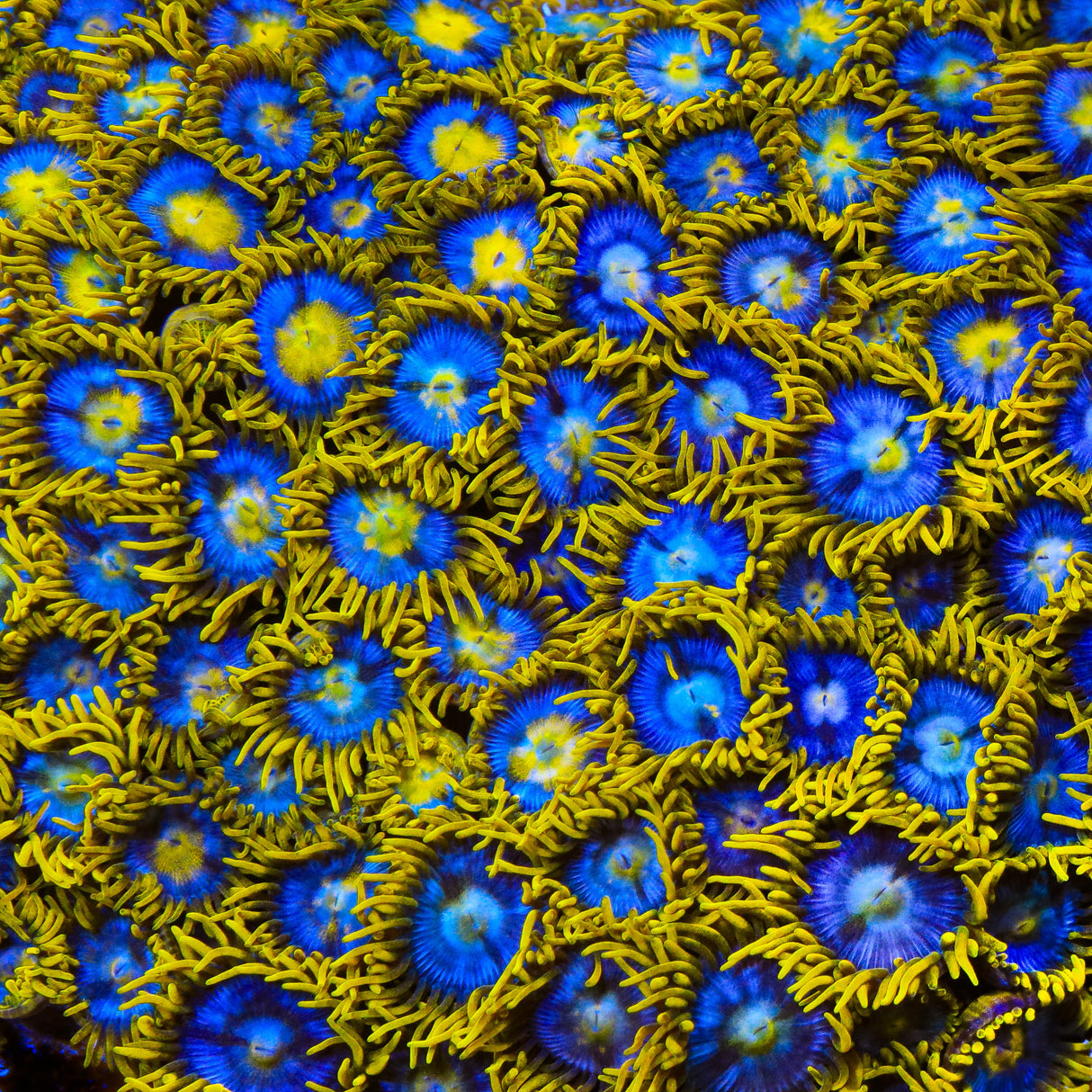 TSA Smurfette Zoanthid Coral - Top Shelf Aquatics