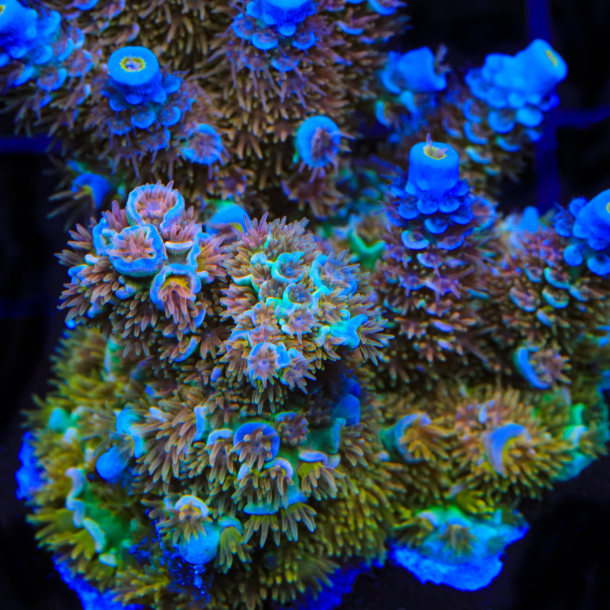 TSA El Scorcho Acropora Coral