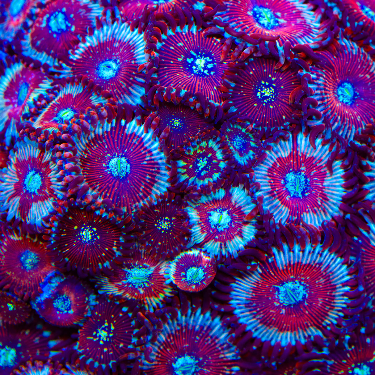 Seduction Zoanthids Coral