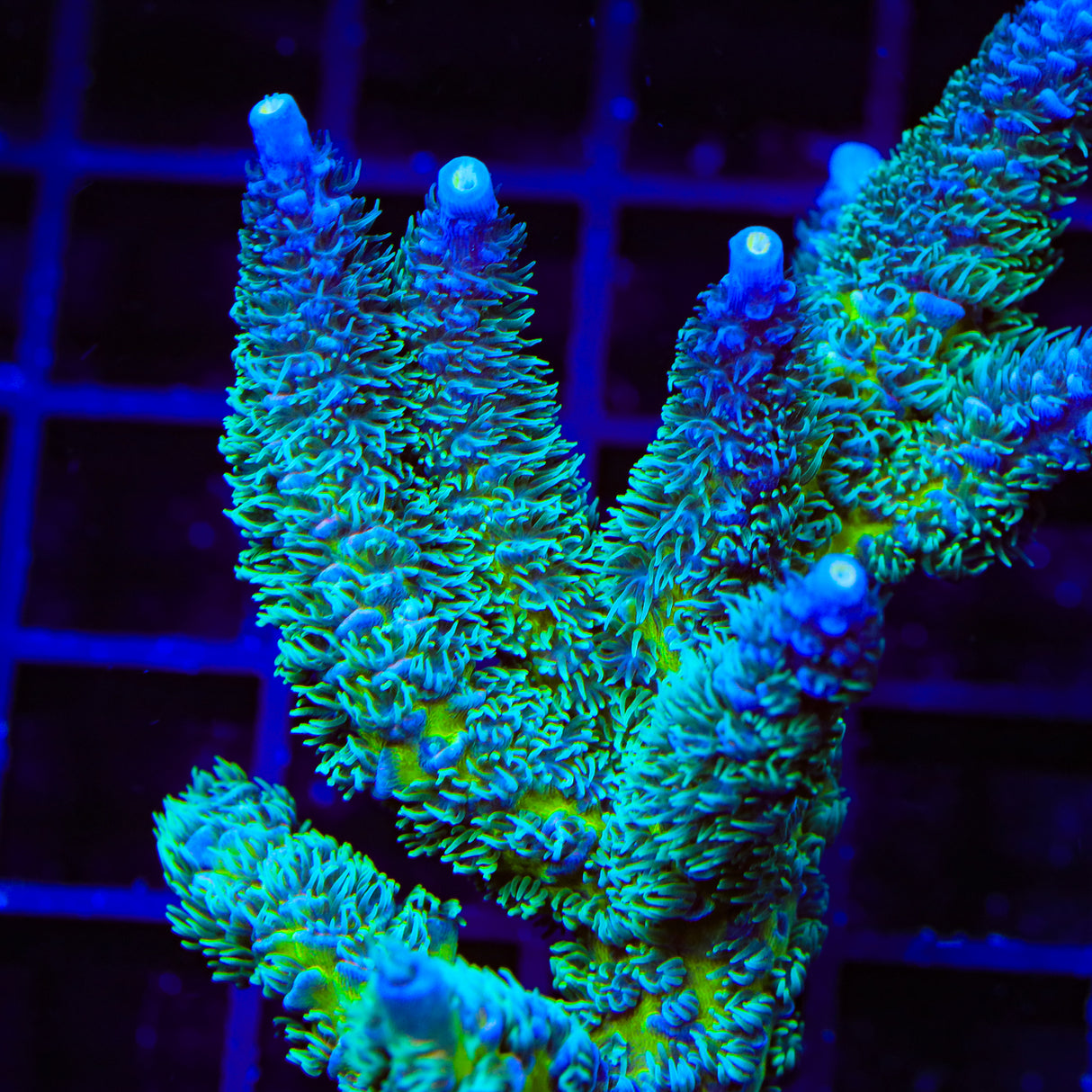 TSA Kiwi Frost Acropora Coral