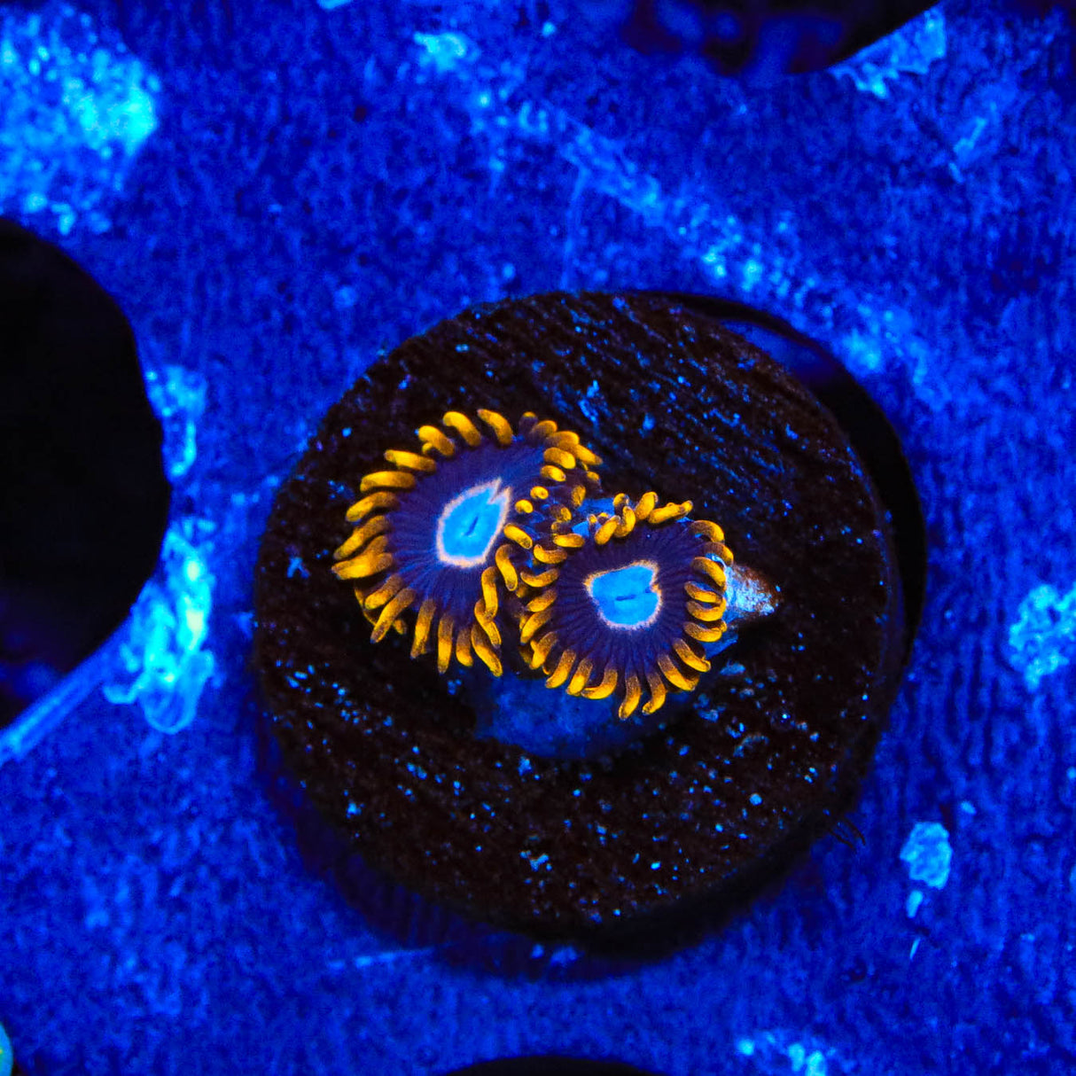 TSA Blue Eye Hornet Zoanthids Coral - Top Shelf Aquatics