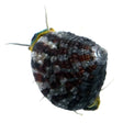 Trochus Snail - Top Shelf Aquatics