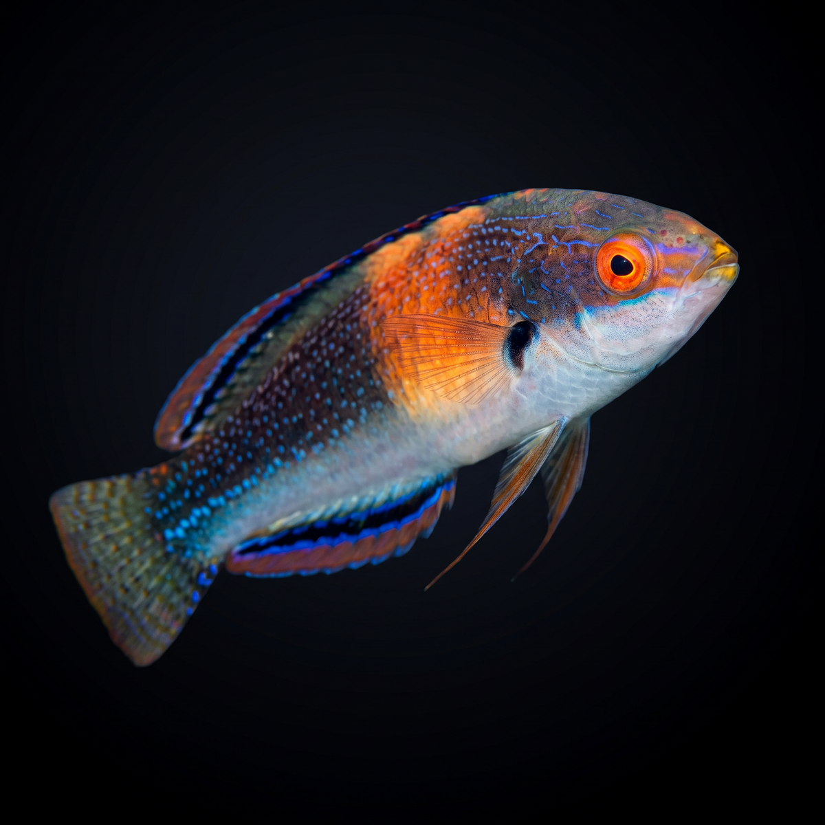 Balteatus Fairy Wrasse