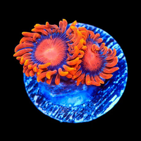 Bam Bam Zoanthids Coral