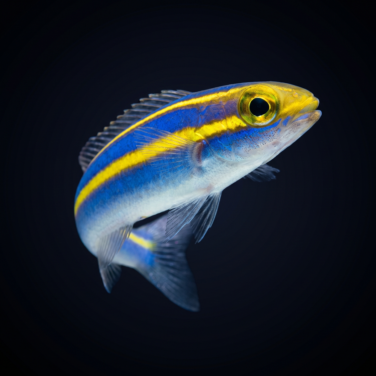 Banana Fish
