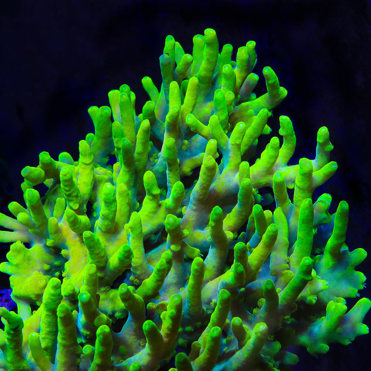 Banana Lokani Acropora Coral - mother colony