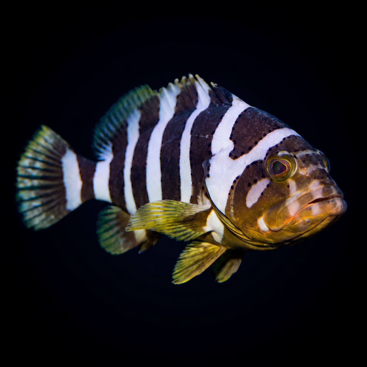 Banded Coral Grouper saltwater fish care guide