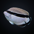 Banded Angelfish - Hawaii - Apolemichthys arcuatus