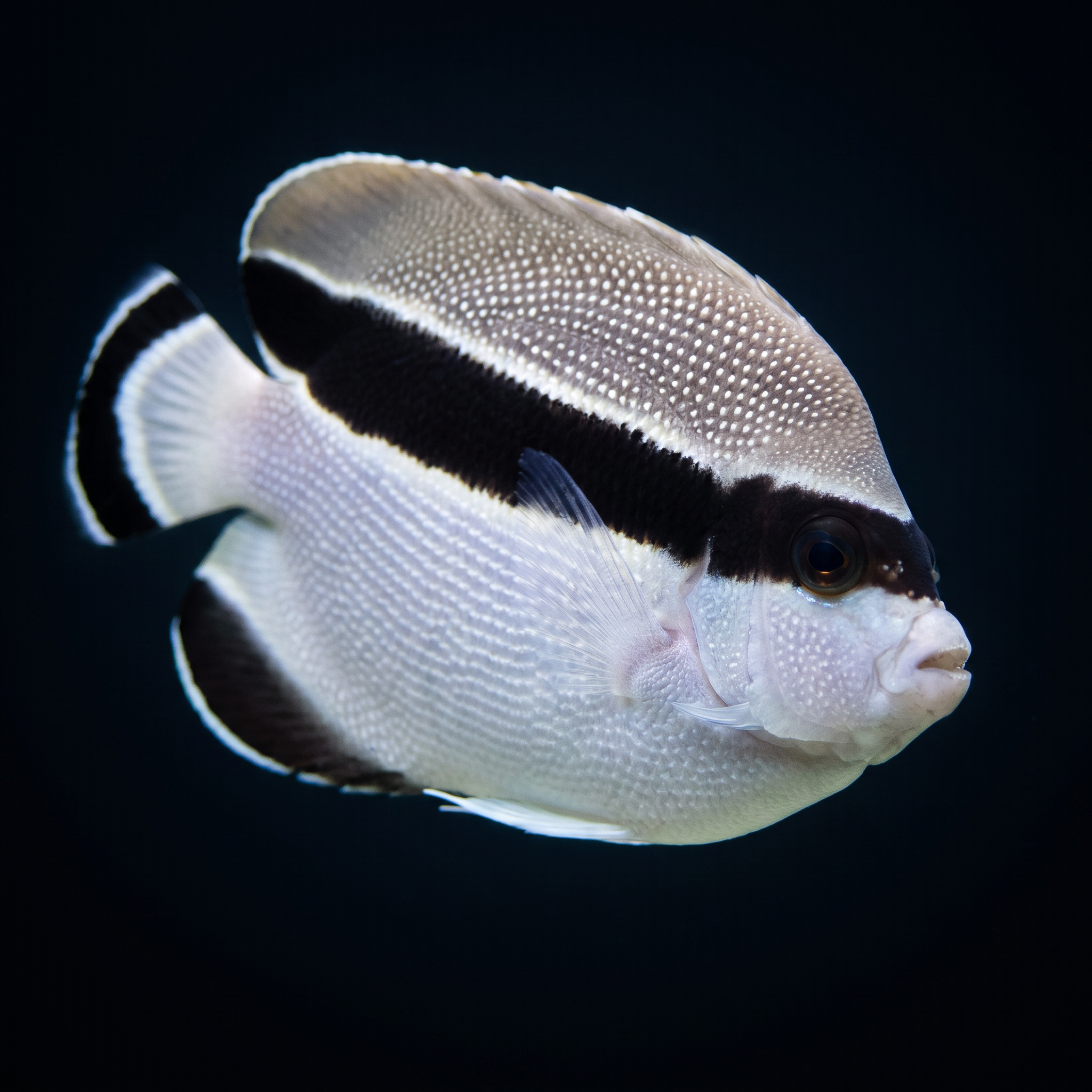Banded Angelfish - Hawaii - Apolemichthys arcuatus