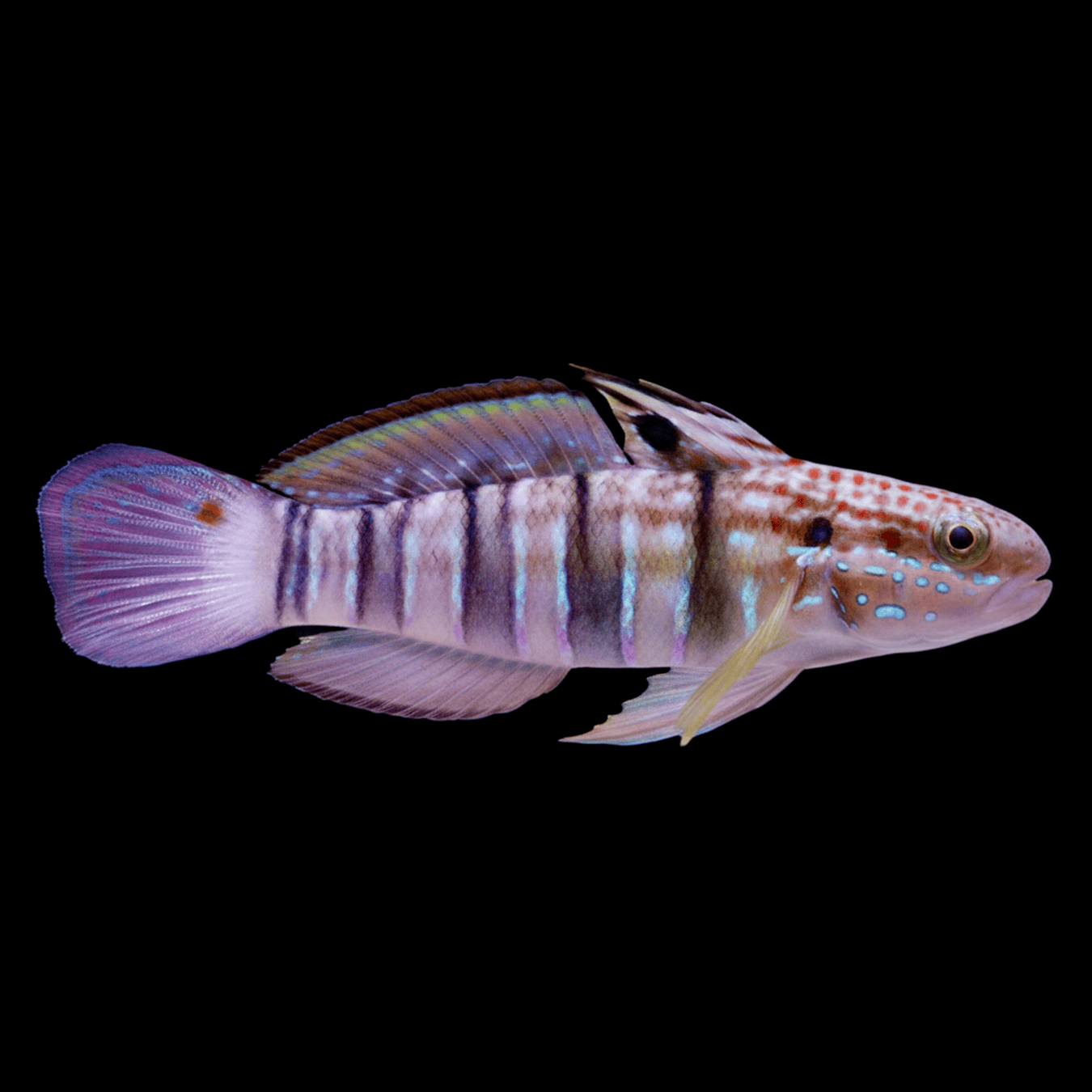 Banded Sleeper Goby saltwater fish care guide