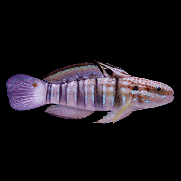 Banded Sleeper Goby saltwater fish care guide