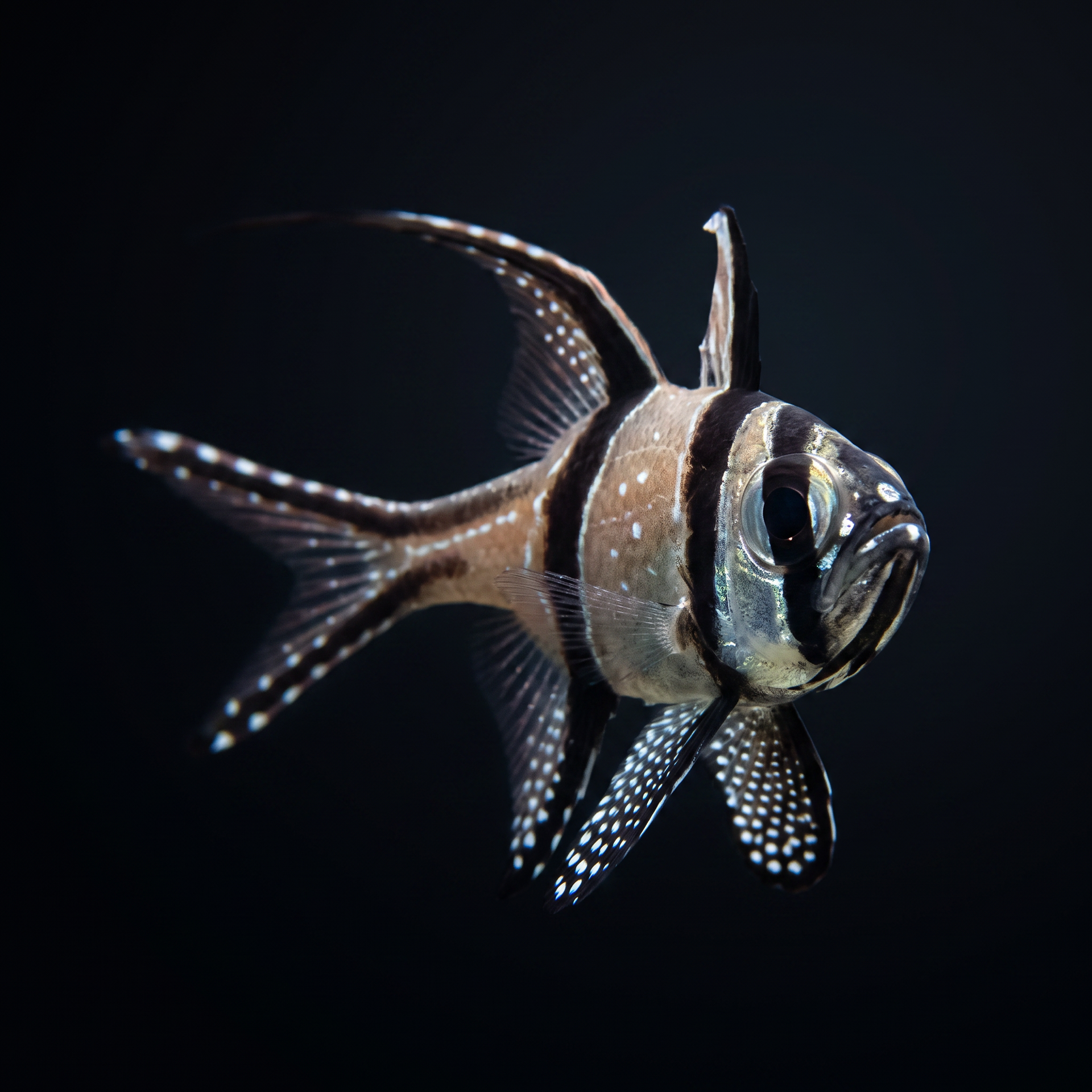 Captive-Bred Banggai Cardinalfish