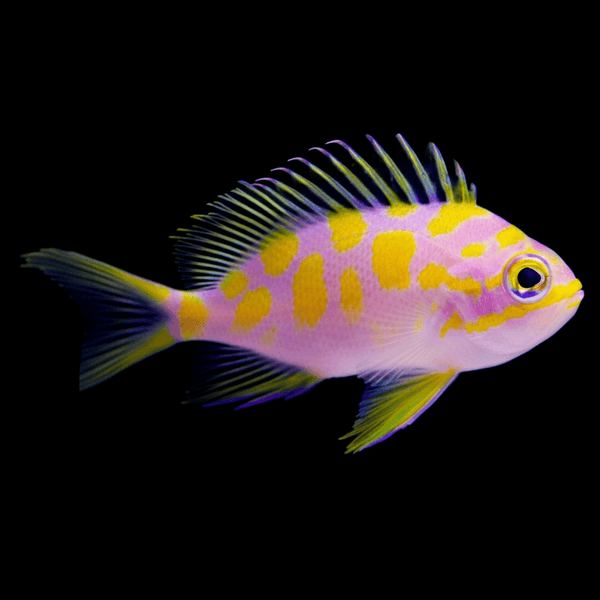Barbonius Anthias saltwater fish care guide
