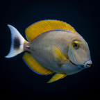 Bariene Tang - Acanthurus bariene