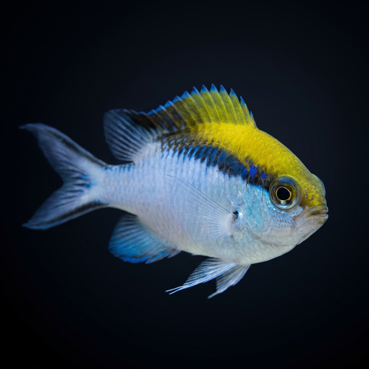 Barrier Reef Chromis – Top Shelf Aquatics