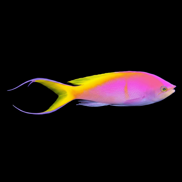 Bartlett’s Anthias saltwater fish care guide