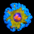 Ultra Rock Flower Anemone
