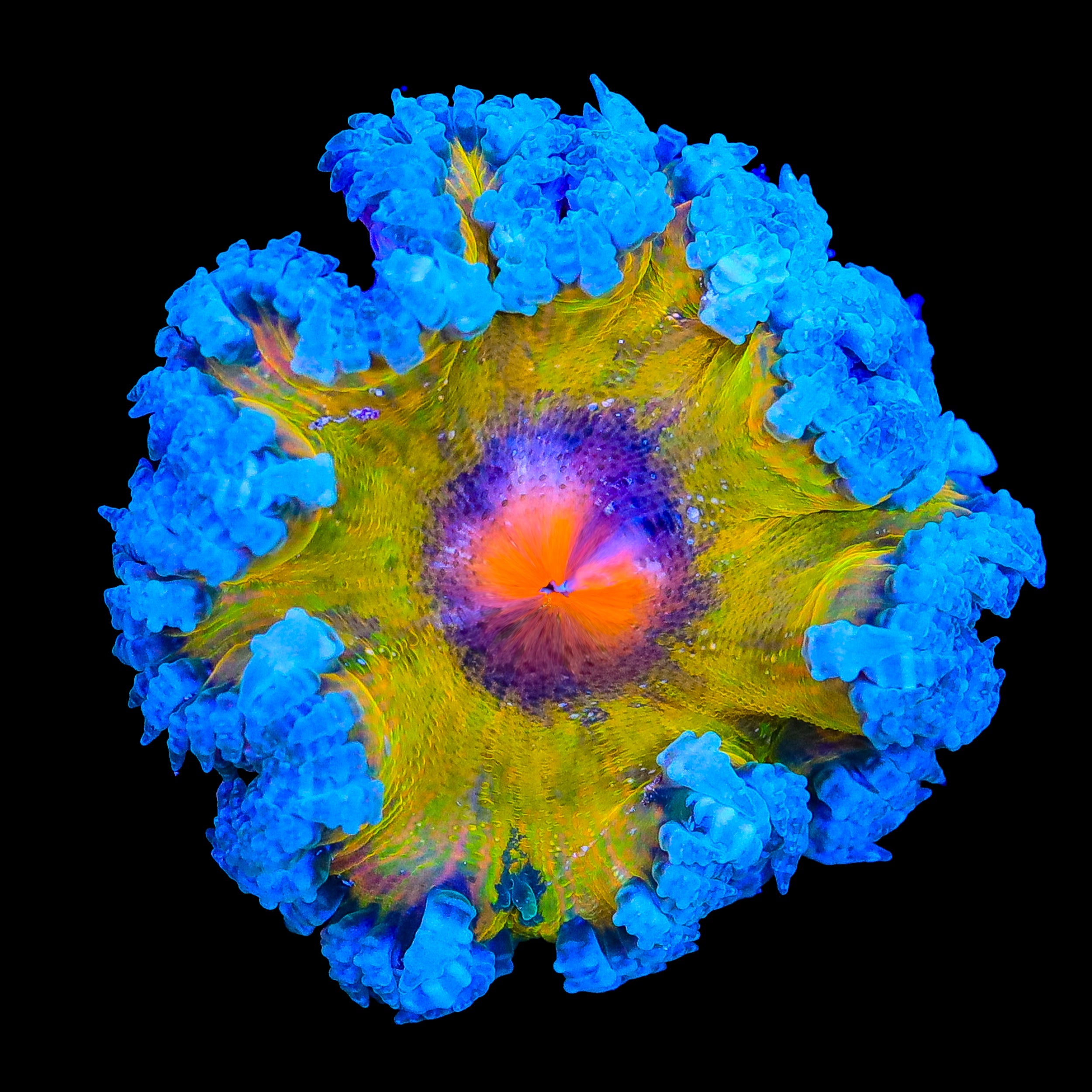 Ultra Rock Flower Anemone