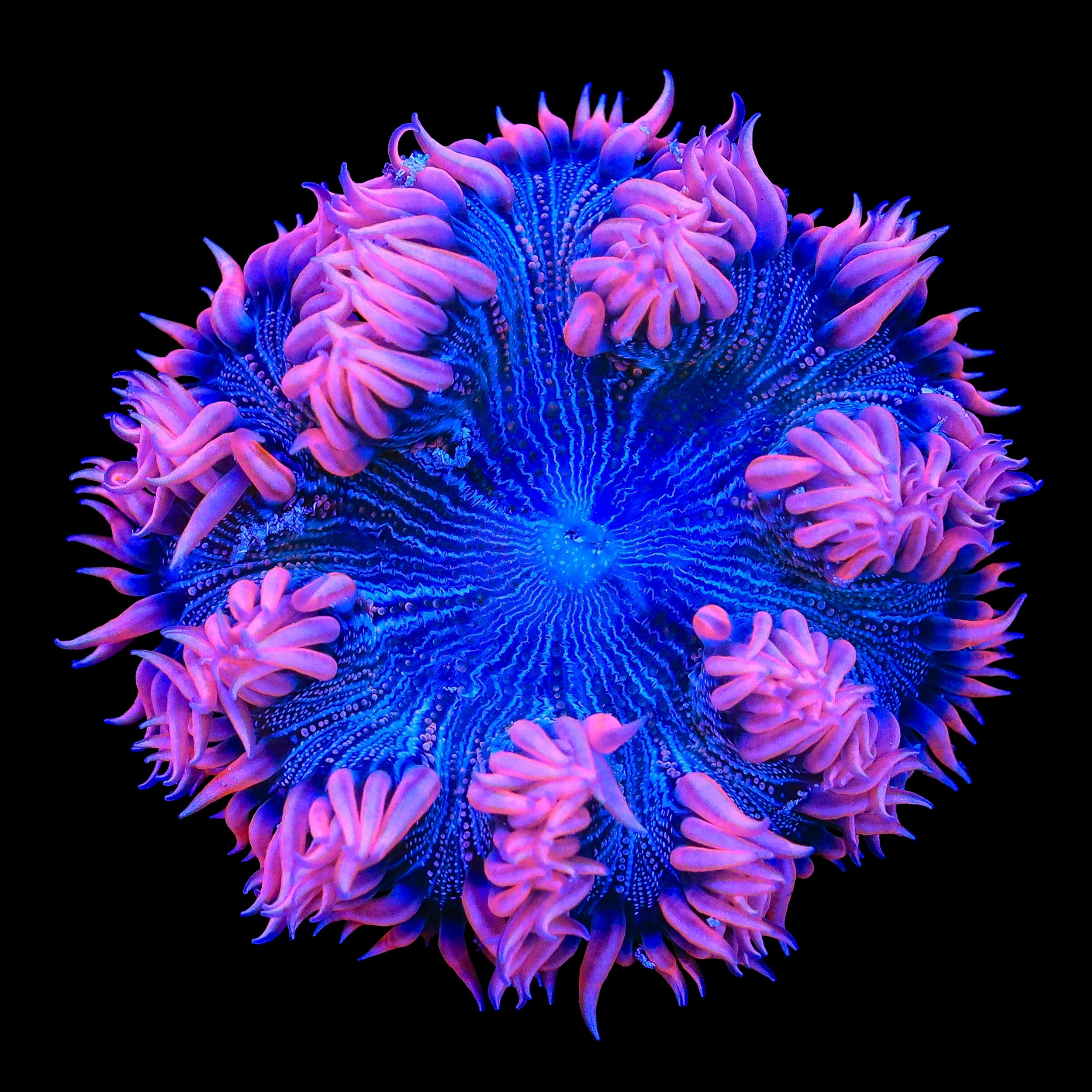 Ultra Rock Flower Anemone