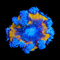 Ultra Rock Flower Anemone